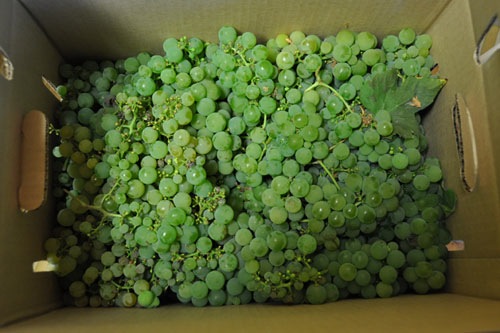 Grapes in a box